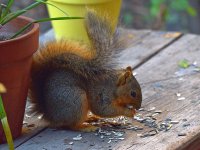 Squirrel.jpg