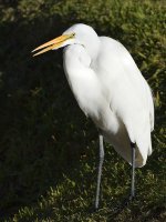 Egret.jpg