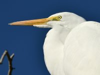 Egret4.jpg