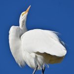 Egret6.jpg