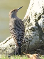 Flicker6.jpg