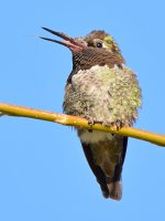 Hummer.jpg