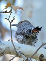 Flicker5.jpg