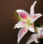 Flower-1.jpg
