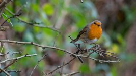 DSC_6832.jpg