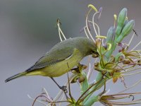 OrangeCrownWarbler6.jpg