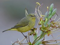OrangeCrownWarbler7.jpg