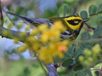 TownsendsWarbler11.jpg