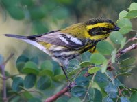 TownsendsWarbler4.jpg