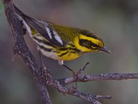 TownsendsWarbler6.jpg
