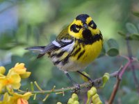 TownsendsWarbler8.jpg