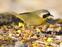 CommonYellow5.jpg