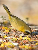 CommonYellow6.jpg