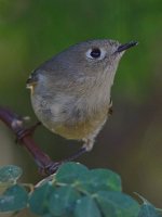 RubyCrownKinglet4.jpg