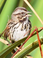 Sparrow2.jpg