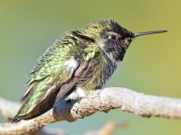 Hummer4.jpg