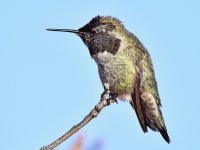Hummer7.jpg