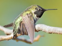 Hummer3.jpg
