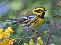 TownsendsWarbler7.jpg