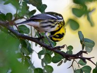 TownsendsWarbler.jpg