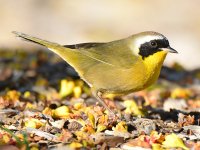 CommonYellow3.jpg
