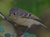 RubyCrownKinglet3.jpg