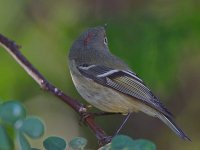RubyCrownKinglet.jpg