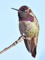 Hummer8.jpg