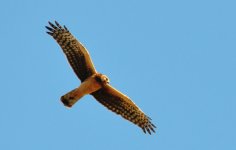 ROY_3117.JPG