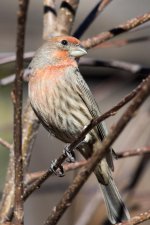 HouseFinch-100.jpg