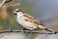 HouseSparrow-100.jpg