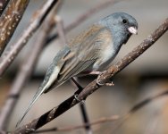 Junco-100.jpg