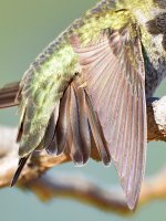 Hummer13.jpg