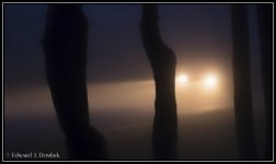 Fog_03.jpg