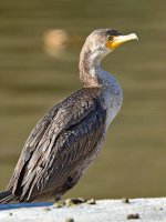 Cormorrant2.jpg