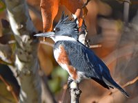 Kingfisher3.jpg