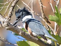 Kingfisher.jpg