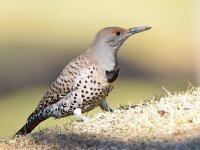 Flicker4.jpg