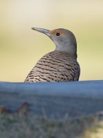 Flicker6.jpg