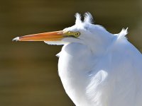 Egret3.jpg