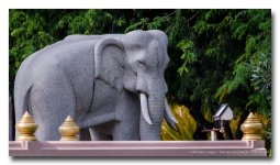 elephant-1.jpg