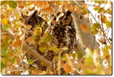 owl-2-cr_15-12-07_D7100.jpg