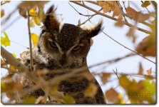 owl_D7100_151211_112302-cr_DSC0185.jpg
