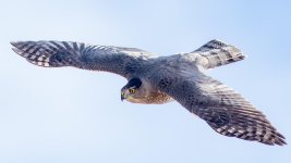 CooperInFlight-1.jpg