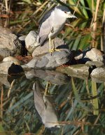 BlackHeron.jpg