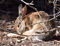 Rabbit.jpg