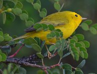 WilsonsWarbler3.jpg