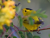 WilsonsWarbler.jpg