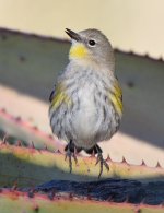 YellowRumpWarbler.jpg