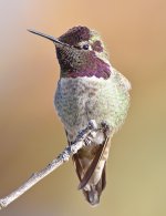 Hummer15.jpg